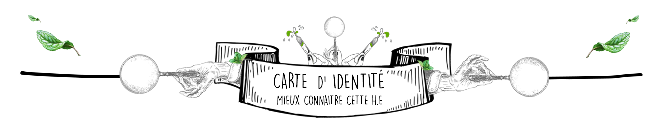 Huile Essentielle de Niaouli en Diffusion : Le Guide Complet par Olyaris